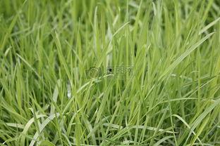 嫩草国产,探寻绿色生态新篇章